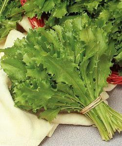 Andijvie 'Romanesca Da Taglio' / 'Bianca Riccia Da Taglio'
