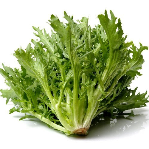 Krulandijvie 'salad King' (Winter)