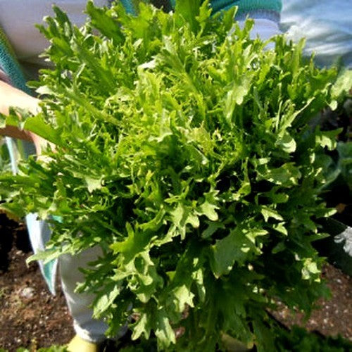 Krulandijvie 'salad King' (Winter)