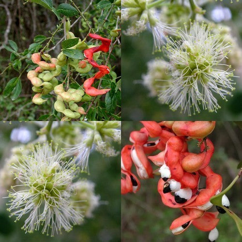 Apenpeulboom
