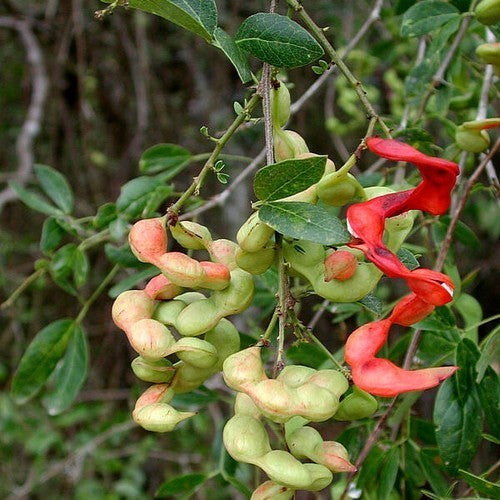 Apenpeulboom