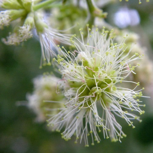 Apenpeulboom
