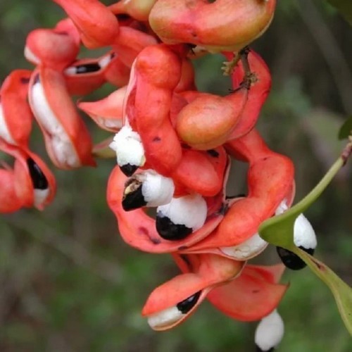 Apenpeulboom