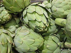 Artichoke 'Green Globe' / 'Gros Vert de Laon'
