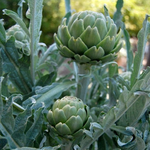 Artisjok 'Imperial Star'