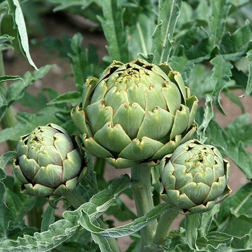 Artisjok 'Imperial Star'