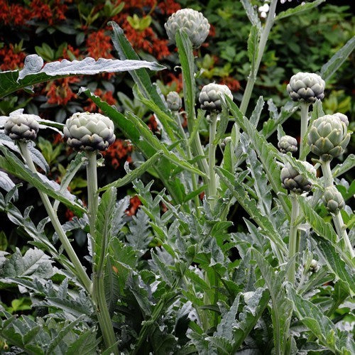 Artisjok 'Imperial Star'
