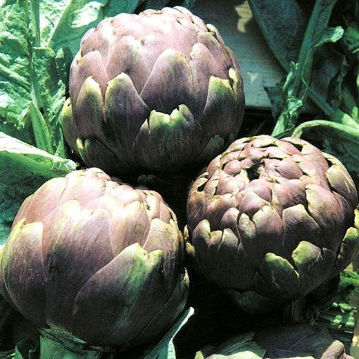 Artisjok 'Romanesco' / 'Romagna Violet'