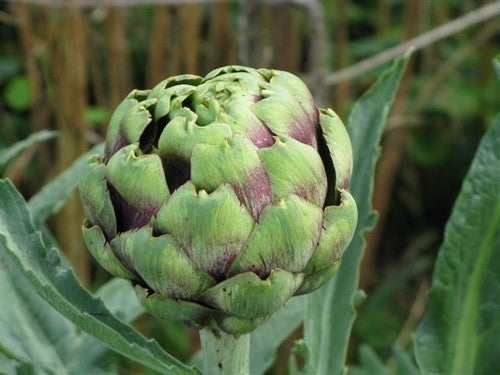 Artisjok 'Romanesco' / 'Romagna Violet'