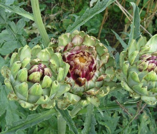 Artisjok 'Romanesco' / 'Romagna Violet'