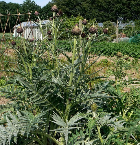 Artisjok 'Romanesco' / 'Romagna Violet'