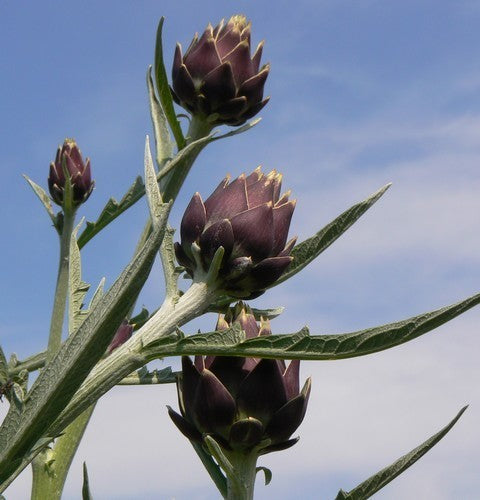 Artisjok 'Romanesco' / 'Romagna Violet'
