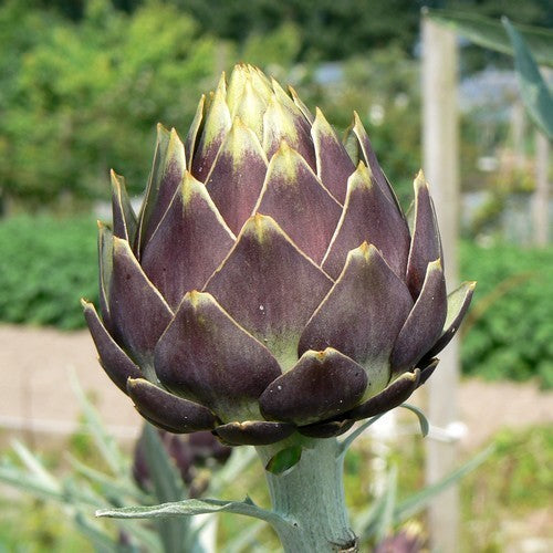 Artisjok 'Romanesco' / 'Romagna Violet'