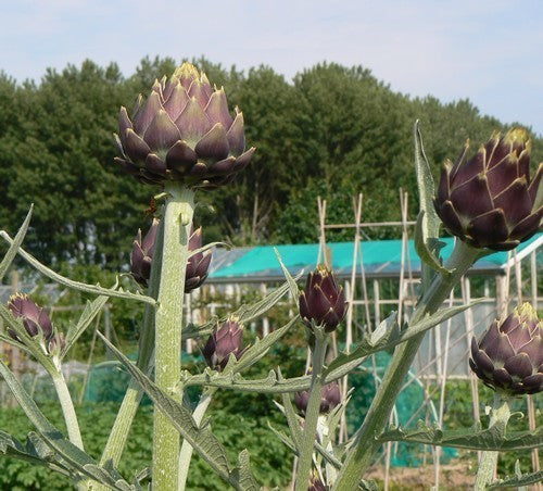 Artisjok 'Romanesco' / 'Romagna Violet'