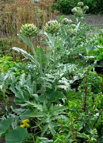 Artisjok 'Romanesco' / 'Romagna Violet'