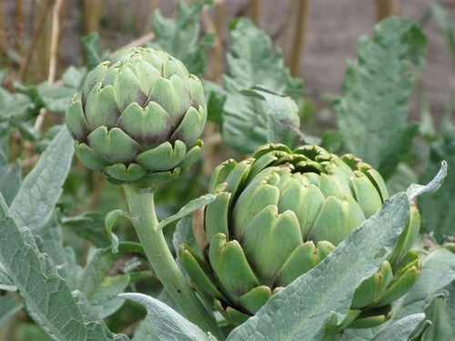 Artisjok 'Romanesco' / 'Romagna Violet'