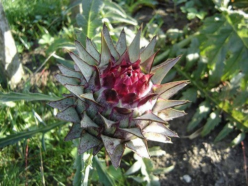 Artisjok 'Violet de Provence' / 'Violetto'