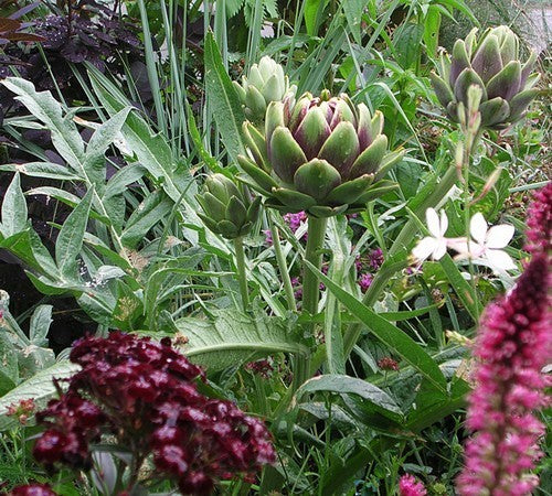 Artisjok 'Violet de Provence' / 'Violetto'
