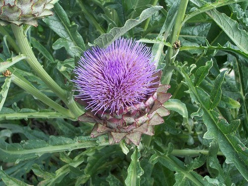 Artisjok 'Violet de Provence' / 'Violetto'
