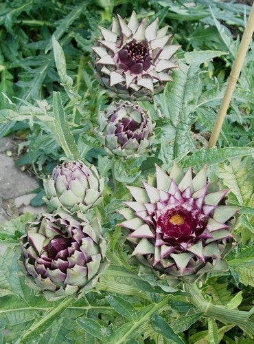 Artisjok 'Violet de Provence' / 'Violetto'