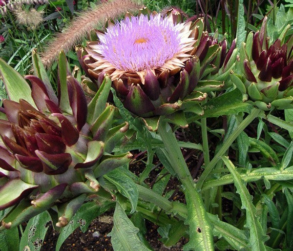 Artisjok 'Violet de Provence' / 'Violetto'