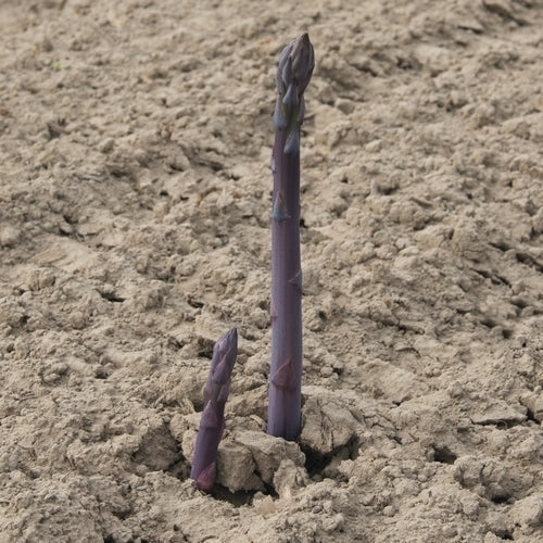 Asperge 'Erasmus' F1