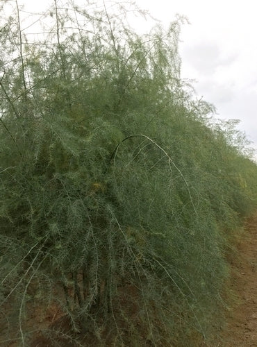 Asperge 'Erasmus' F1