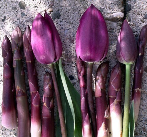 Asparagus 'Purple Passion'