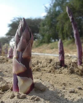 Asparagus 'Purple Passion'