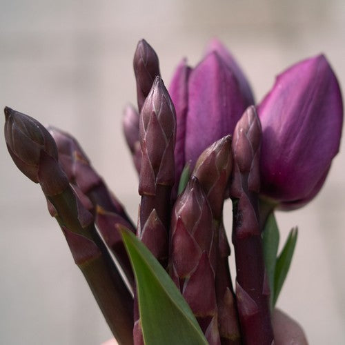 Asparagus 'Purple Passion'