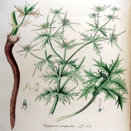 Aspergedistel