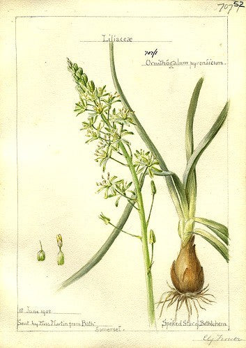 Aspergette