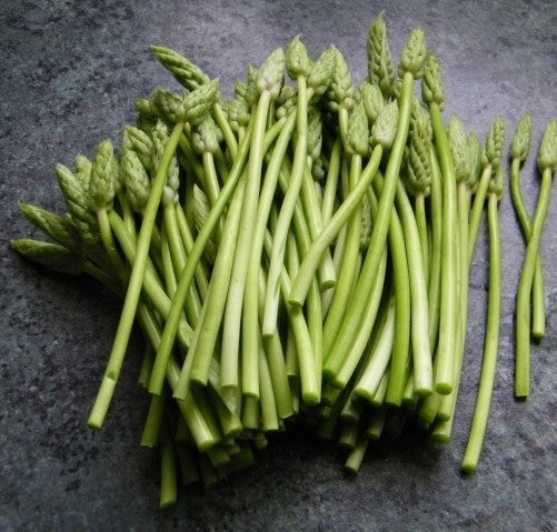 Aspergette