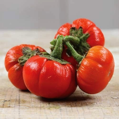 Kerstaubergine 'African N'Goyo' / 'Goyo kumba''