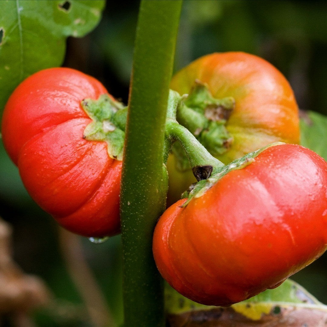 Kerstaubergine 'African N'Goyo' / 'Goyo kumba''