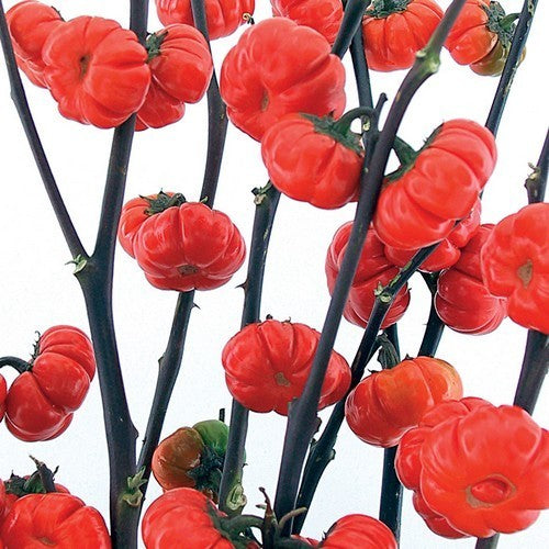Kerstaubergine 'African N'Goyo' / 'Goyo kumba''