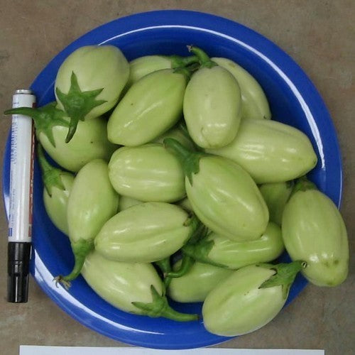 African Eggplant 'African Sweet' (EW12-025) F1