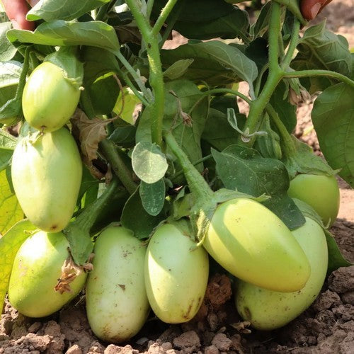 Aubergine 'Applegreen'