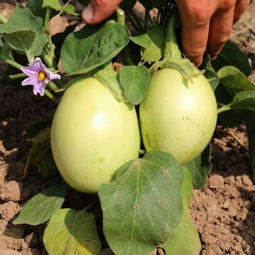 Aubergine 'Applegreen'