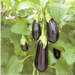 Aubergine 'Halflange Violette' / 'Lagada'