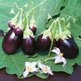Aubergine 'Baby Belle' / 'Kono'