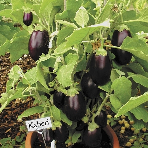 Aubergine 'Baby Belle' / 'Kono'