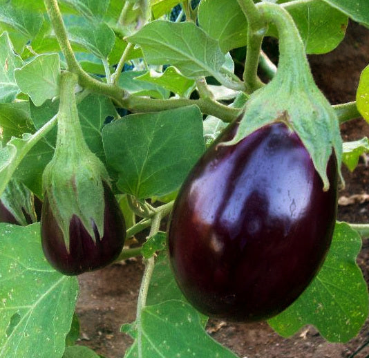 Aubergine 'Black Beauty'