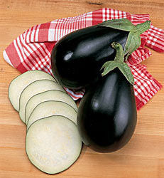 Aubergine 'Black Beauty'