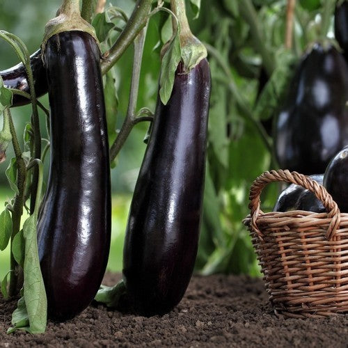 Aubergine 'Black Long' / 'Violetta Lunga 3'