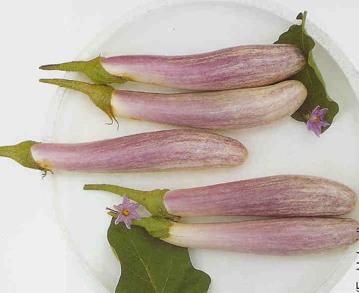 Aubergine 'Bride' F1