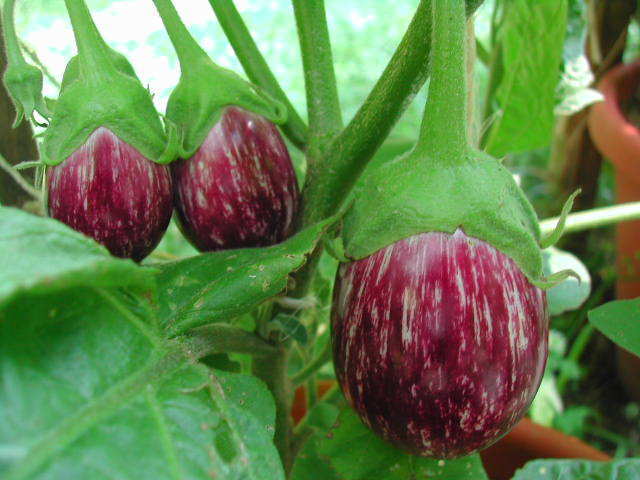Aubergine 'Calliope' F1