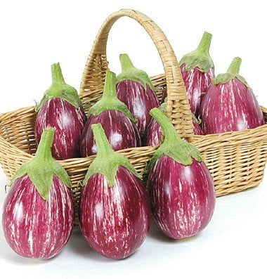 Aubergine 'Calliope' F1