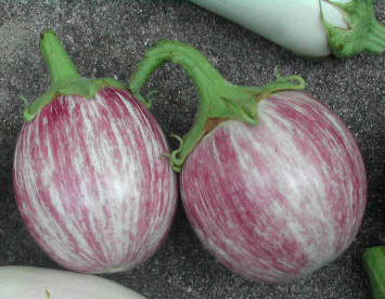Aubergine 'Calliope' F1