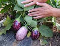Aubergine 'Calliope' F1